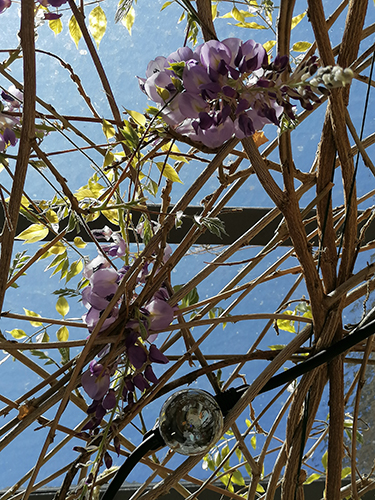 Glycine de la tonnelle en fleurs | L'Antre Ami, chambre d'hôtes à Savigny-lès-Beaune